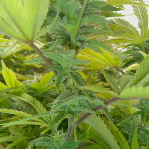 Steve's Stecklinge  growlog timeline photo