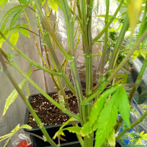 Steve's Stecklinge  growlog timeline photo