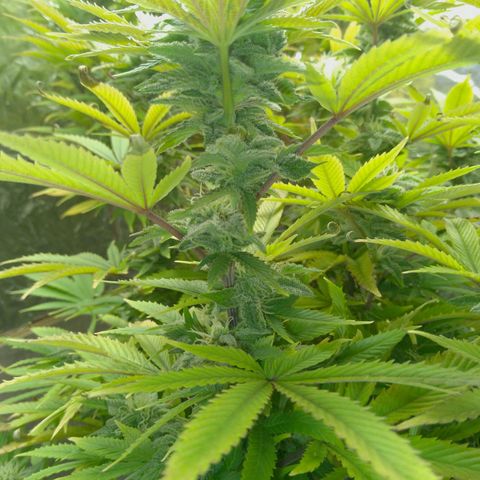 Steve's Stecklinge  growlog timeline photo