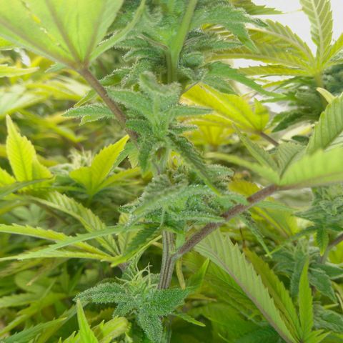 Steve's Stecklinge  growlog timeline photo