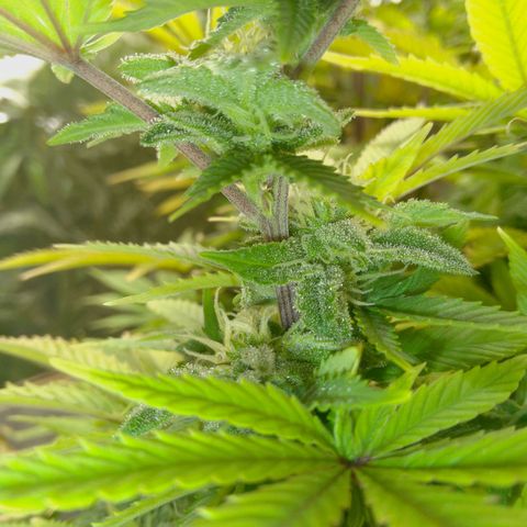 Steve's Stecklinge  growlog timeline photo