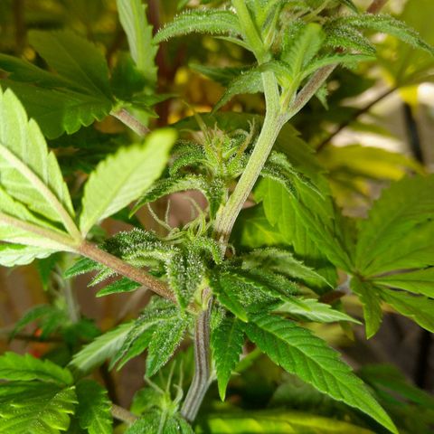 Steve's Stecklinge  growlog timeline photo