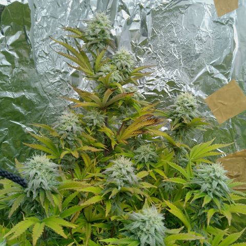 Steve's Stecklinge  growlog timeline photo