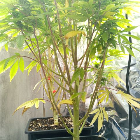 Steve's Stecklinge  growlog timeline photo