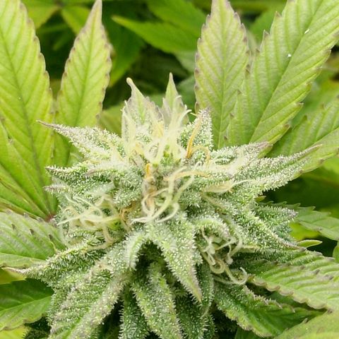 Steve's Stecklinge  growlog timeline photo