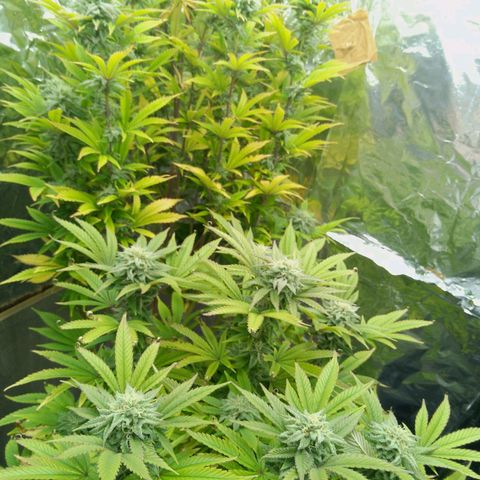 Steve's Stecklinge  growlog timeline photo