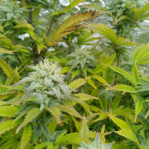 Steve's Stecklinge  growlog timeline photo