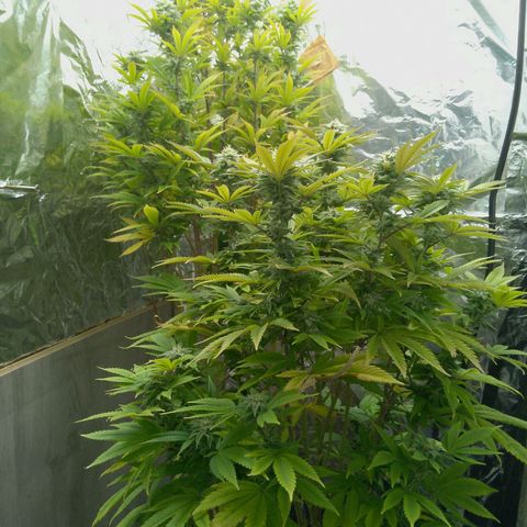Steve's Stecklinge  growlog timeline photo