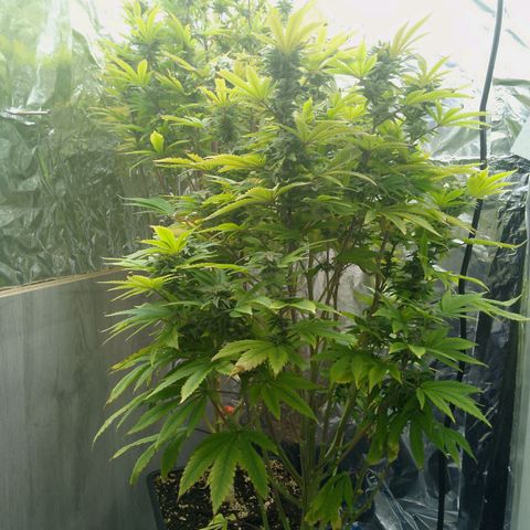 Steve's Stecklinge  growlog timeline photo