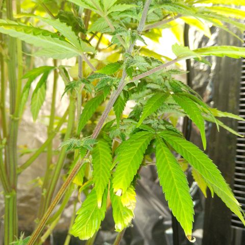 Steve's Stecklinge  growlog timeline photo