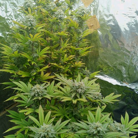 Steve's Stecklinge  growlog timeline photo