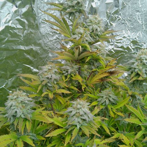 Steve's Stecklinge  growlog timeline photo