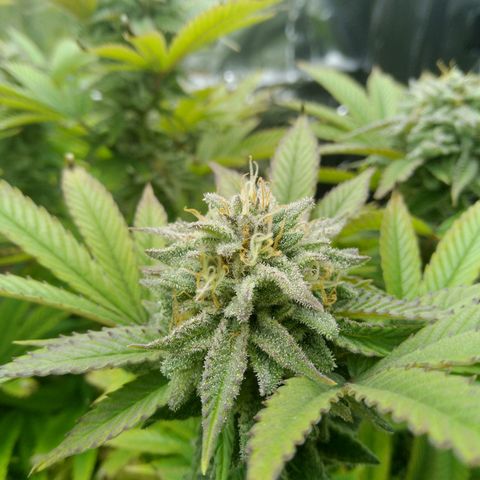 Steve's Stecklinge  growlog timeline photo