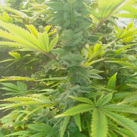 Steve's Stecklinge  growlog timeline photo