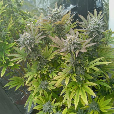 Steve's Stecklinge  growlog timeline photo
