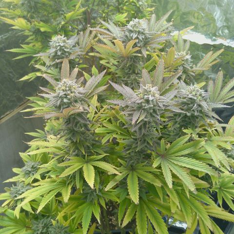 Steve's Stecklinge  growlog timeline photo