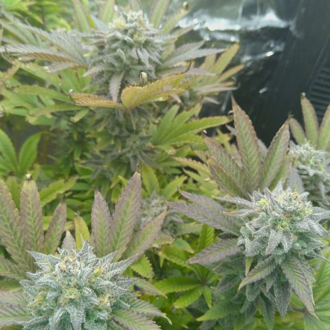 Steve's Stecklinge  growlog timeline photo