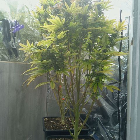 Steve's Stecklinge  growlog timeline photo