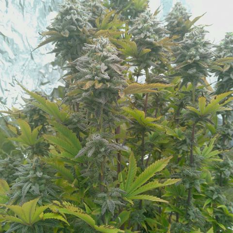 Steve's Stecklinge  growlog timeline photo