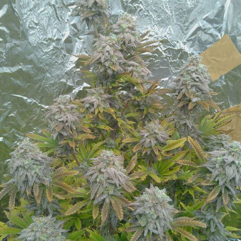 Steve's Stecklinge  growlog timeline photo
