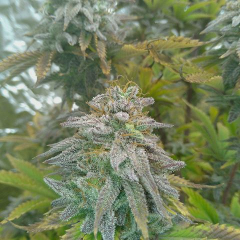 Steve's Stecklinge  growlog timeline photo