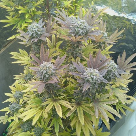 Steve's Stecklinge  growlog timeline photo