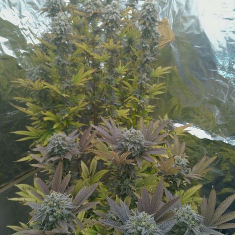 Steve's Stecklinge  growlog timeline photo