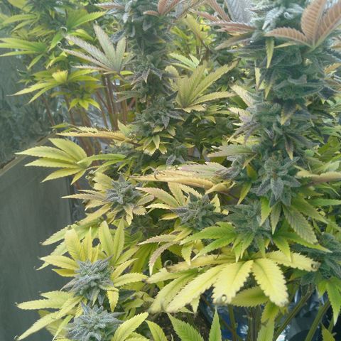 Steve's Stecklinge  growlog timeline photo