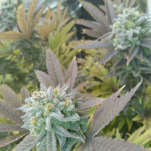 Steve's Stecklinge  growlog timeline photo