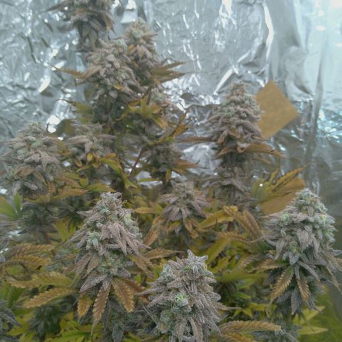 Steve's Stecklinge  growlog timeline photo