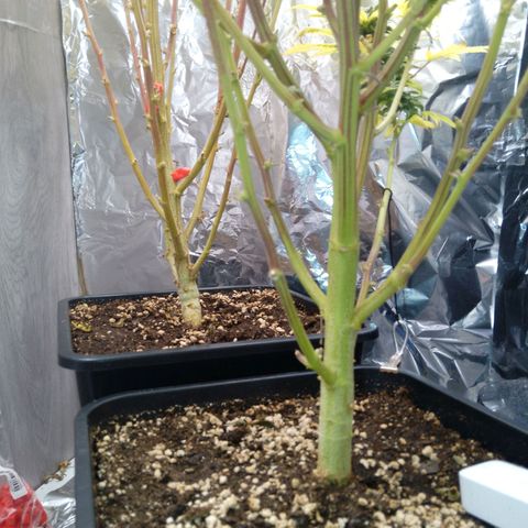 Steve's Stecklinge  growlog timeline photo