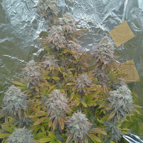 Steve's Stecklinge  growlog timeline photo