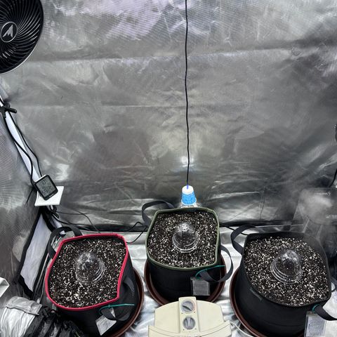 T2-SW growlog timeline photo