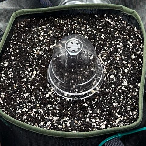 T2-SW growlog timeline photo