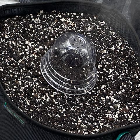 T3-DG growlog timeline photo