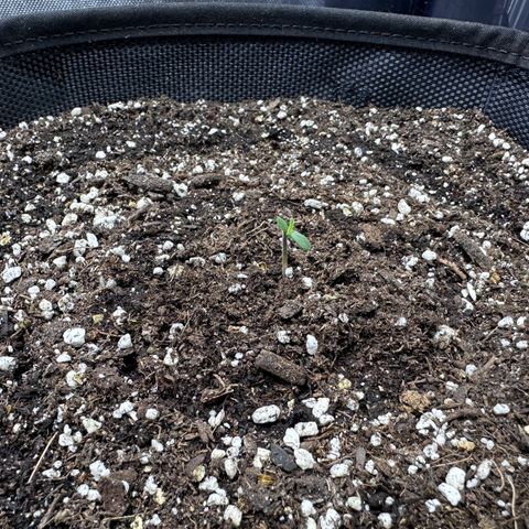 T3-DG growlog timeline photo