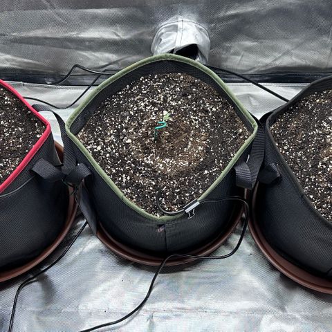 T2-SW growlog timeline photo