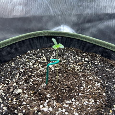 T2-SW growlog photo: She seems to have stopped stretching…