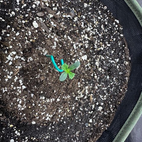 T2-SW growlog photo: But a weird mutation now evident on the first set of leaves…🤨
