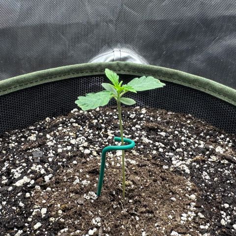 T2-SW growlog photo: 7d, looking much better than she started.