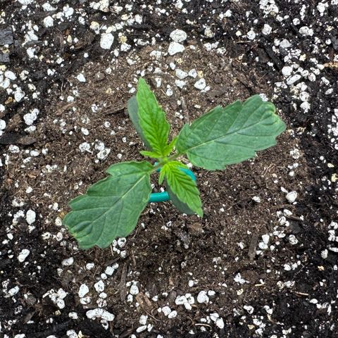 T2-SW growlog photo: 7d, looking much better than she started.