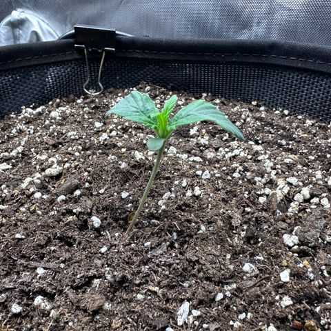 T3-DG growlog photo: 7 days old, though a small start she’s not looking bad… hope she takes off soon!