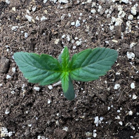 T3-DG growlog photo: 7 days old, though a small start she’s not looking bad… hope she takes off soon!