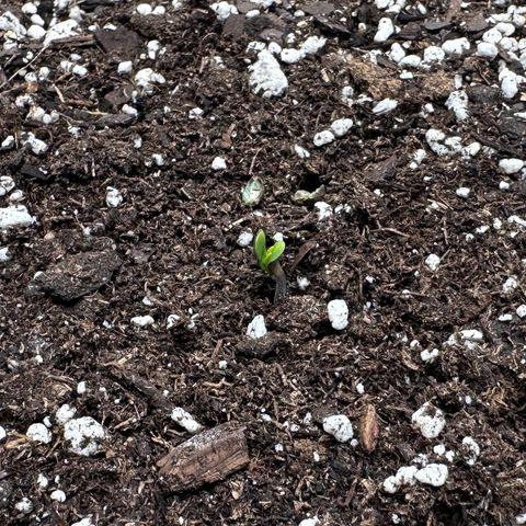 A-GC growlog photo: Small but present!
