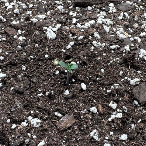 A-GC growlog photo: Looking good this morning…