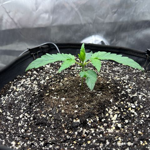 T3-DG growlog photo: 14 days old, smaller than I would hope… 🤨