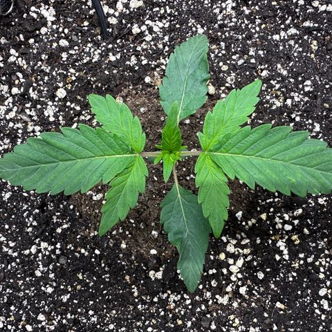 T3-DG growlog photo: 14 days old, smaller than I would hope… 🤨