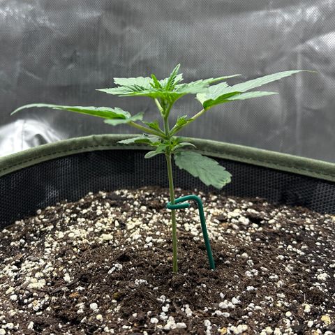 T2-SW growlog photo: 14 days old, doing ok…