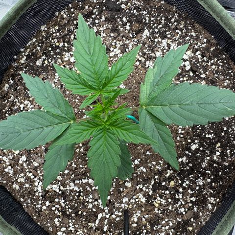T2-SW growlog photo: 14 days old, doing ok…