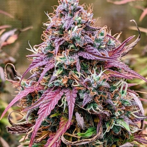 A-GC growlog timeline photo